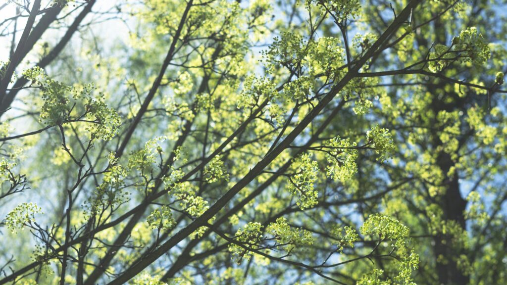 ホームページを公開しました